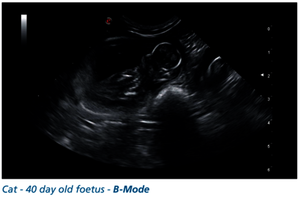 Gatto - feto di 40 giorni - B-Mode