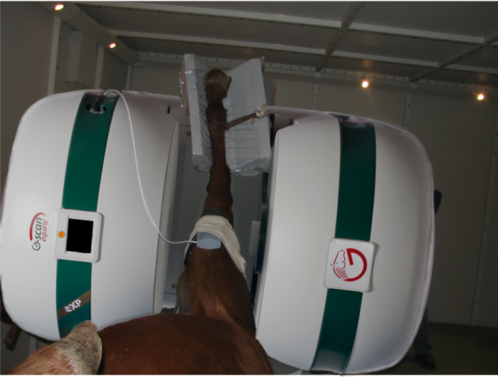 Why did you choose the G-scan Equine for your clinic?