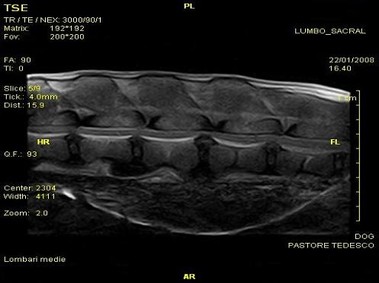 Image clinique - Vet-MR - Sacro-lombaire - Coupe dorsale SE pondérée en T1