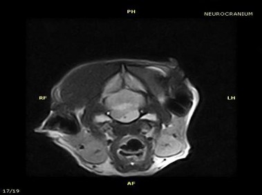 Klinisches Bild – Vet-MR – Hirnschädel – SE T1-gewichtet dorsal