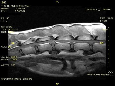 Klinisches Bild – Vet-MR – Thorax, Lendenwirbelsäule – SE T1-gewichtet sagittal