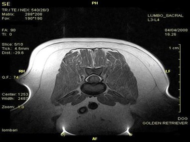 Klinisches Bild – Vet-MR – Lendenwirbelsäule, Kreuzbein – SE T1-gewichtet dorsal