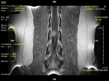 Clinical Image - Vet-MR - Lumbar-sacral - SE T1 weighted dorsal