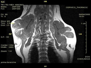Клиническое изображение – Vet-MR – люмбально-крестцовая область – SE Т1-взвешенное заднее изображение
