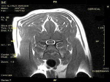 Клиническое изображение – Vet-MR – цервикальная область – SE Т1-взвешенное поперечное изображение