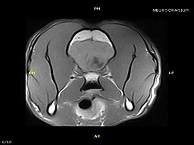 Imagen clínica - Vet-MR - Neurocráneo - SE dorsal ponderada en T1