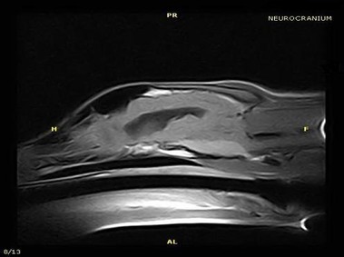 Immagine clinica - Vet-MR - Lombosacrale - SE T1 sezione pesata dorsale