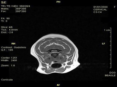Клиническое изображение – Vet-MR – цервикальная область – SE Т1–взвешенное поперечное изображение