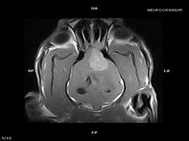 Imagen clínica - Vet-MR - Neurocráneo - SE dorsal ponderada en T1