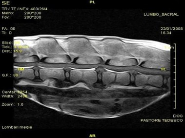 Klinisches Bild – Vet-MR – Lendenwirbelsäule, Kreuzbein – SE T1-gewichtet dorsal