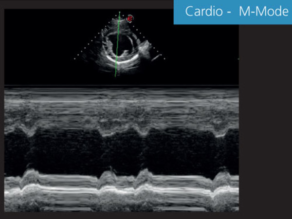 Clinical Image - MyLab™EightVET - Cardio M-Mode