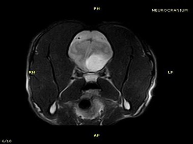 Immagine clinica - Vet-MR - Neurocranio - SE T1 sezione pesata dorsale