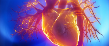 Cardiology / Cardiovascular