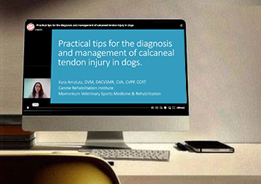 Practical tips for the diagnosis and management of calcaneal tendon injury in dogs