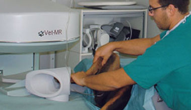 Veterinary MRI Coils for Vet MRI Systems - Esaote