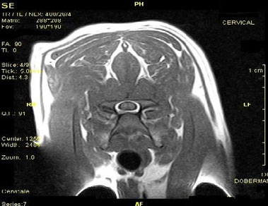 VET MRI Clinical Images